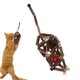 thumbnail image 1 of Catnip Toys Natural Silvervine Stick Ball Cat Ratones interactivos Forma Dentición Masticar Juguete para Interior,11 Feliz Sencillez, 1 of 5