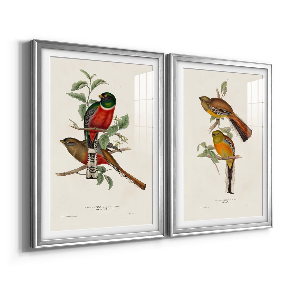Wexford Home Elegant Trogons I Premium Framed Print, 30.5" x 42.5" - Ready to Hang, Silver (Set of 2)