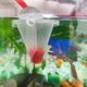 thumbnail image 4 of 4Pcs Aquarium Leak Feeder, Plastic Live Red Worm Fish Feeder Conical Basket Shrimp Feeding Cup with Suction Cup, 4 of 5