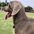 thumbnail image 5 of Collar de cadena para perro dorado, collar de entrenamiento para caminar resistente y fuerte con cadena, 5 of 5