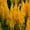 Gold, variant on Fresh Look Plumed Celosia Seeds - 1000 Seeds - Multi Color Mix - Annual Flower Gardening Seeds - Celosia plumosa