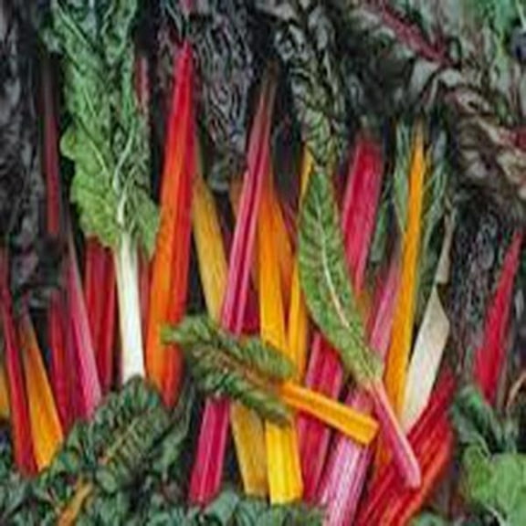 Swiss Chard Seeds,Swiss Chard, Rainbow, Heirloom, 500 Seeds, Non GMO