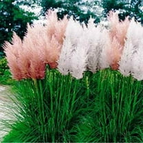 Cortaderia Selloana Pampas Ornamental Grass Seed Mix Drought Tolerant Plant Seeds - 2000 Seeds