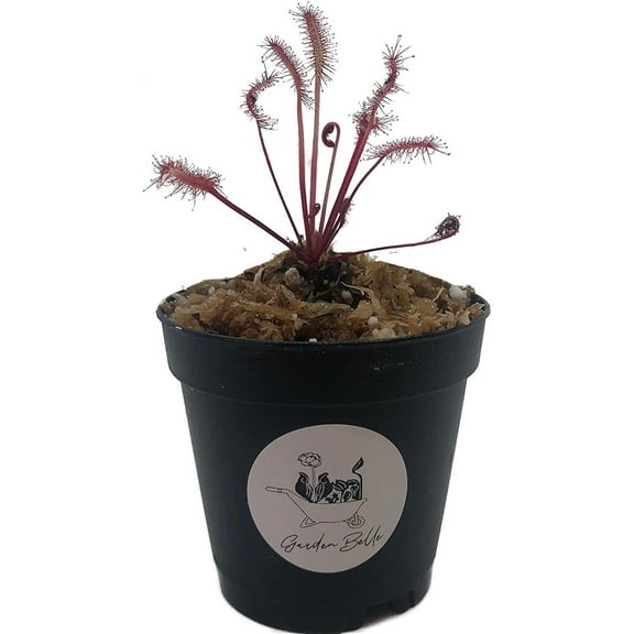 Cape Sundew 'Red' (Drosera Capensis) Carnivorous Plant in 2" Pot
