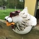 thumbnail image 2 of Injueey Exquisita estatuilla de pollo estatua artesanía de resina para arte de granja con diversión sin fin en formas extravagantes Decoración del hogar Pollo B, 2 of 6