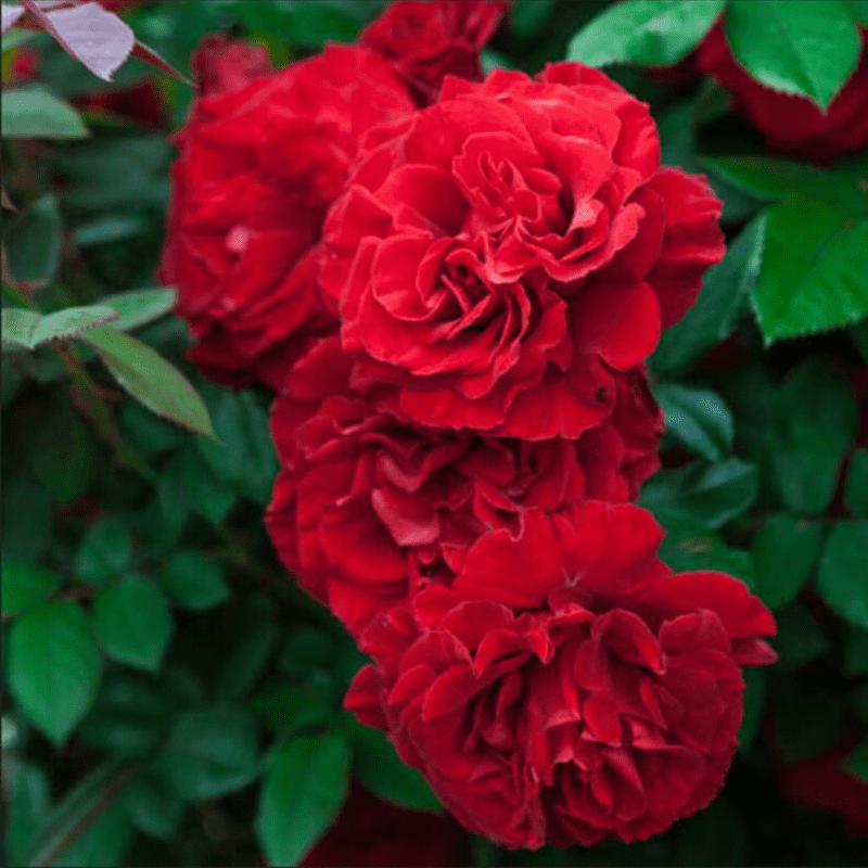 30 Red Climbing Rose Seeds, Perennial