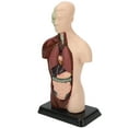 thumbnail image 3 of Modelo de torso, modelo de cuerpo humano Modelo de torso humano desmontable Modelo de cuerpo humano Los mejores materiales, 3 of 8