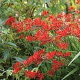 thumbnail image 3 of Expert Gardener Crocosmia Lucifer Set of 25 Bare Root Plants, 3 of 8
