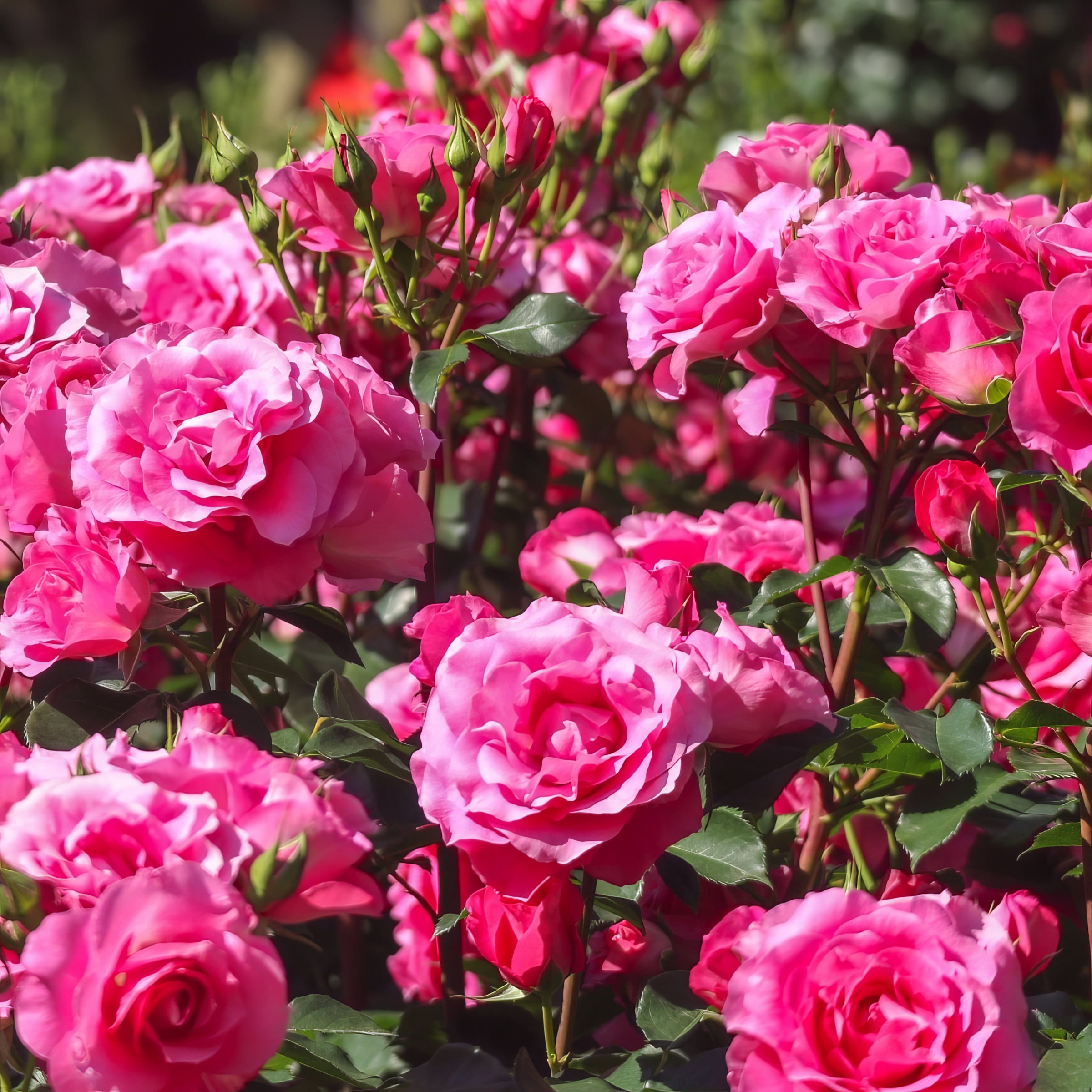 2.5 in. Miniature Rose Color Blazing Collection with Multicolor