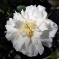 thumbnail image 7 of Camellia Sasanqua Mine-No-Yuki I 1 Extra Large 3 Gallon Plant I White Flowering Snow-White Blooms, Live Plant for Gardens & Landscapes, Winter Blooming Elegance for Year-Round Greenery, 7 of 7