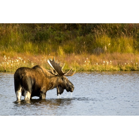A Large Bull Moose Wades Through A Permafrost Pond In Denali National Park Near Wonder Lake, Interior Alaska, Fall Poster Print (17 x 11)
