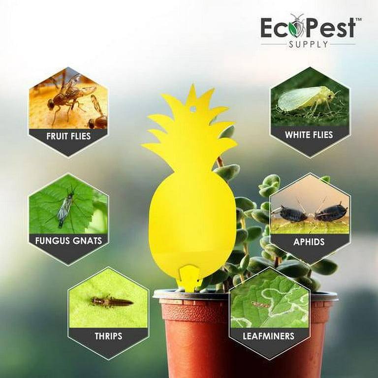 Indoor and Outdoor Fruit Fly Traps Yellow Sticky Plant Bug Fungus Fly Trap  Outdoor, (48-Pack) B07ZKJWL2T - The Home Depot