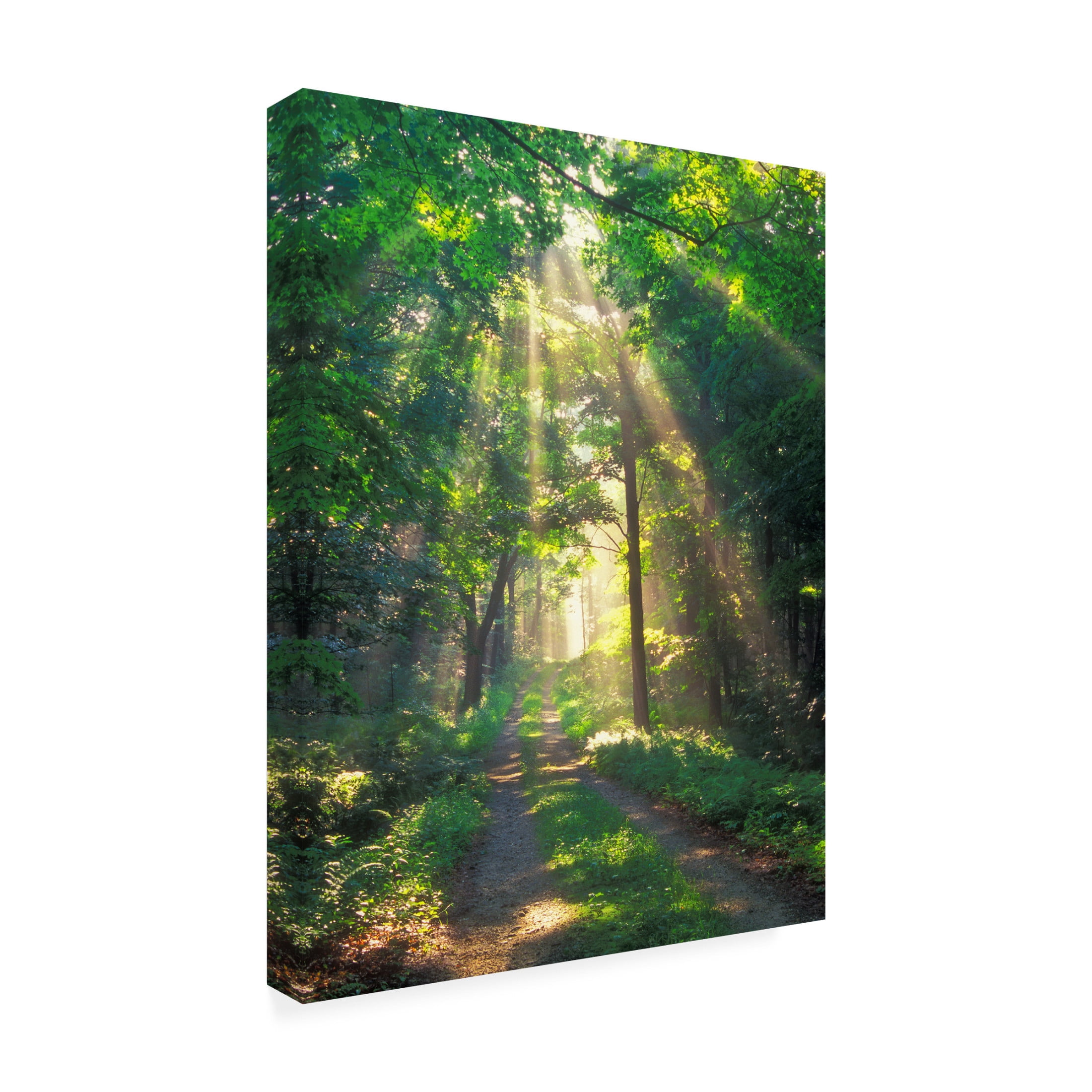 Canvas Wall Art - Patrick Zephyr 'Forest Sunshine' Wall Art for Living Room, Bedroom, or Office Décor by Trademark Fine Art - 18 x 24 Inches
