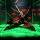 thumbnail image 4 of Guijarros luminosos para acuario que brillan en la oscuridad: piedras luminiscentes para paisajismo acuático, decoración de peceras, relleno de jarrones y jardinería. Grava luminosa de plást, 4 of 6