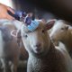 thumbnail image 4 of Detachable Trimmer Guide for Shearing Sky-Blue Plastic Accessory, 4 of 4