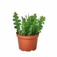 thumbnail image 5 of 'Ric Rac' Fishbone Cactus, 5 of 6