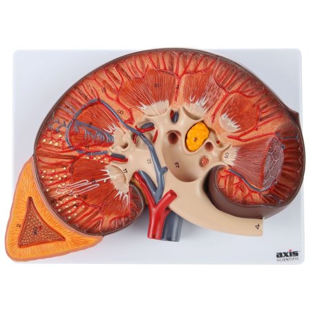 Axis Scientific Human Kidney Model Anatomical Model is Enlarged to 3 Times Life Size Includes Anatomy of Adrenal Gland and Nephrons Product Manual price history on PriceWatchPro