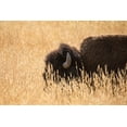 thumbnail image 2 of The Yellowstone Collection 18x13 Black Ornate Wood Framed with Double Matting Museum Art Print Titled - Bison III, Lamar Valley, Yellowstone National Park, 2 of 4