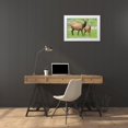 thumbnail image 3 of Wild, Jamie and Judy 24x17 White Modern Wood Framed Museum Art Print Titled - WY-Yellowstone National Park-Elk calf and mother, 3 of 4
