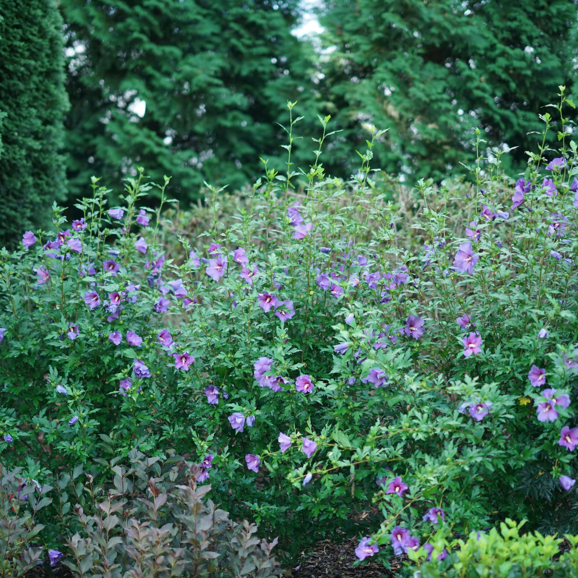 Proven Winners ColorChoice 5" Blue Paraplu Violet Rose of Sharon Live Plant in 4.5" Pot (4 Count)