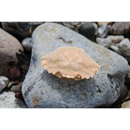 Stone Crab - LAMINATED POSTER Stone Crab Crab Skald Poster Print 24 x 36