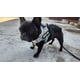 thumbnail image 5 of Pechera Arnés Reforzada Ajustable Para Perro De Servicio F&f, 5 of 6