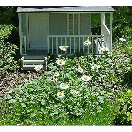 - World's Smallest Daisy - Bellium - 2.5