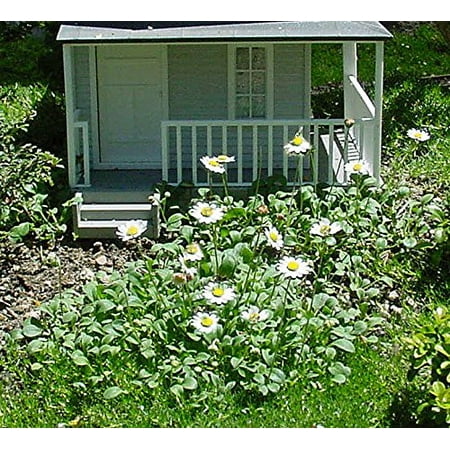 World's Smallest Daisy -  Bellium - 2.5