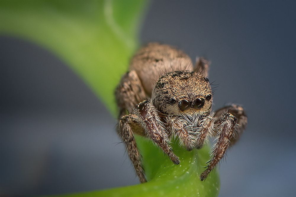Deng, Ivy 14x11 White Modern Wood Framed Museum Art Print Titled - Jumping Spider