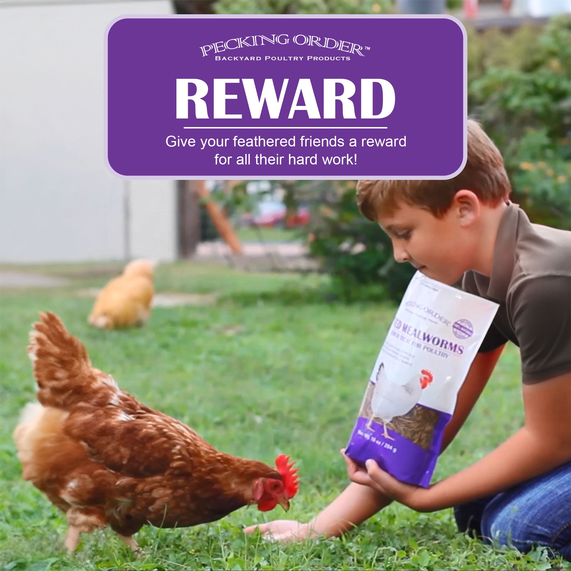 (3 pack) Pecking Order Dried Mealworms Backyard Chicken Treat, 5 lb. Poultry Feed & Treat. Value Size!