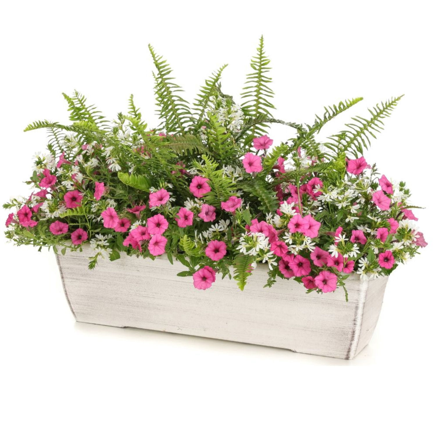 Proven Winners 8" 'Kimberley Queen' Australian Sword Fern Live Plant in 6.5" Pot