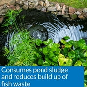 API Pond Simply Clear, Pond Water Clarifier, 32-Ounce