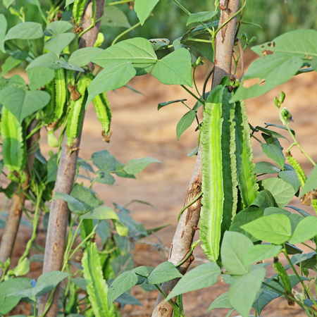 Live Winged Bean Plant, 4 to 6 Inch Tall, Tropical Edible Vegetable Vine in Pot