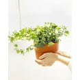 thumbnail image 5 of Golden English Ivy (2" Terracotta Pot) - Best Trailing Houseplant for Home Office - Live Healthy Easy to Care Houseplant for Beginners, 5 of 9