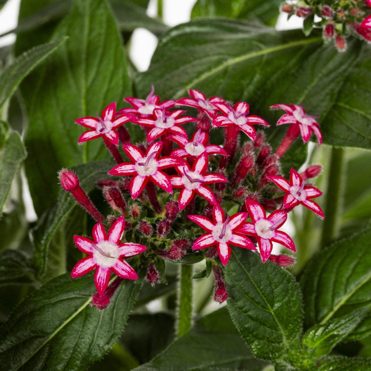 Better Homes & Gardens 2QT Multicolor Pentas Live Annual Plant Sun
