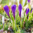 thumbnail image 3 of Purple & White Crocus Mix Flower Bulbs - 25 Bulbs per Pack - Attracts Butterflies and Hummingbirds - Good as Cut Flowers - Grows Well In Containers - Perennializing - Easy to Grow Live Plants, 3 of 5