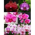 thumbnail image 2 of 5 Live Orchid Plants (Cattleya, Oncidium, Dendrobium, Vanda, and Phalaenopsis ), 2 of 7