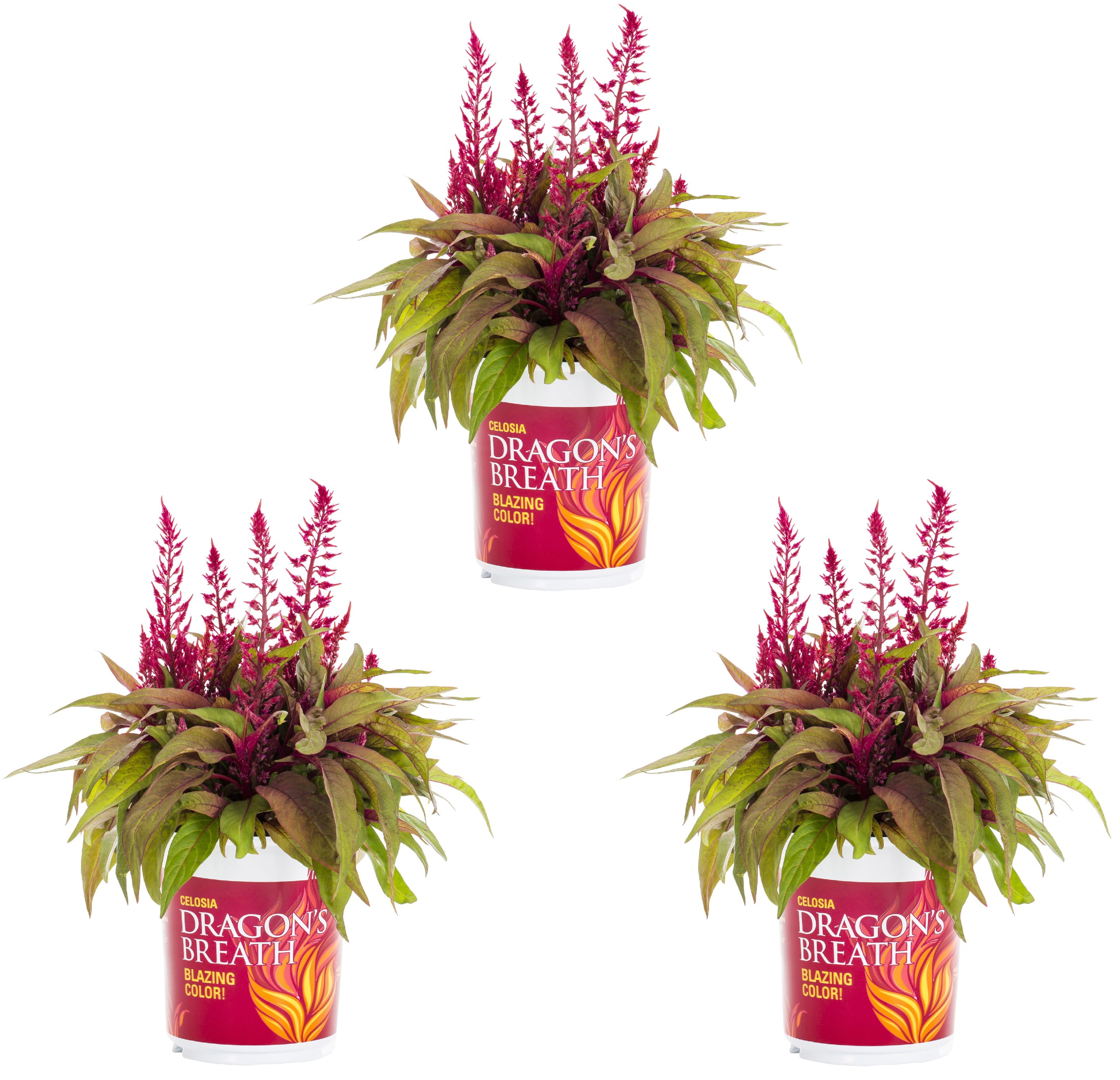 Dragons Breath Celosia 2 5qt Red Live Plants 3 Pack With Grower Pots Walmart Com