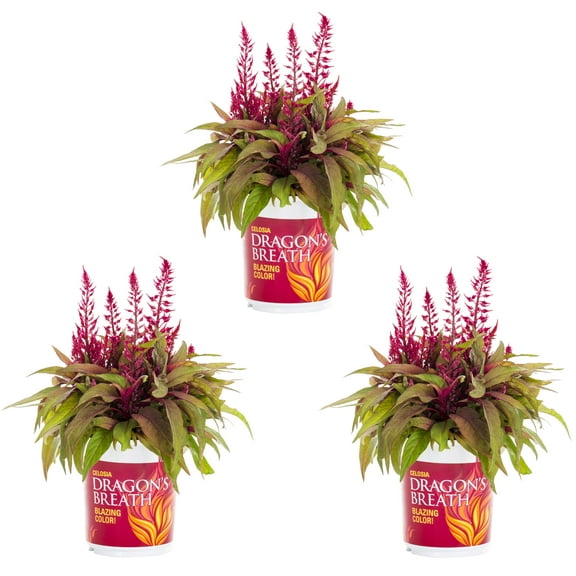 Dragons Breath 2QT Red Celosia Live Annual Plant Sun 3-Pack