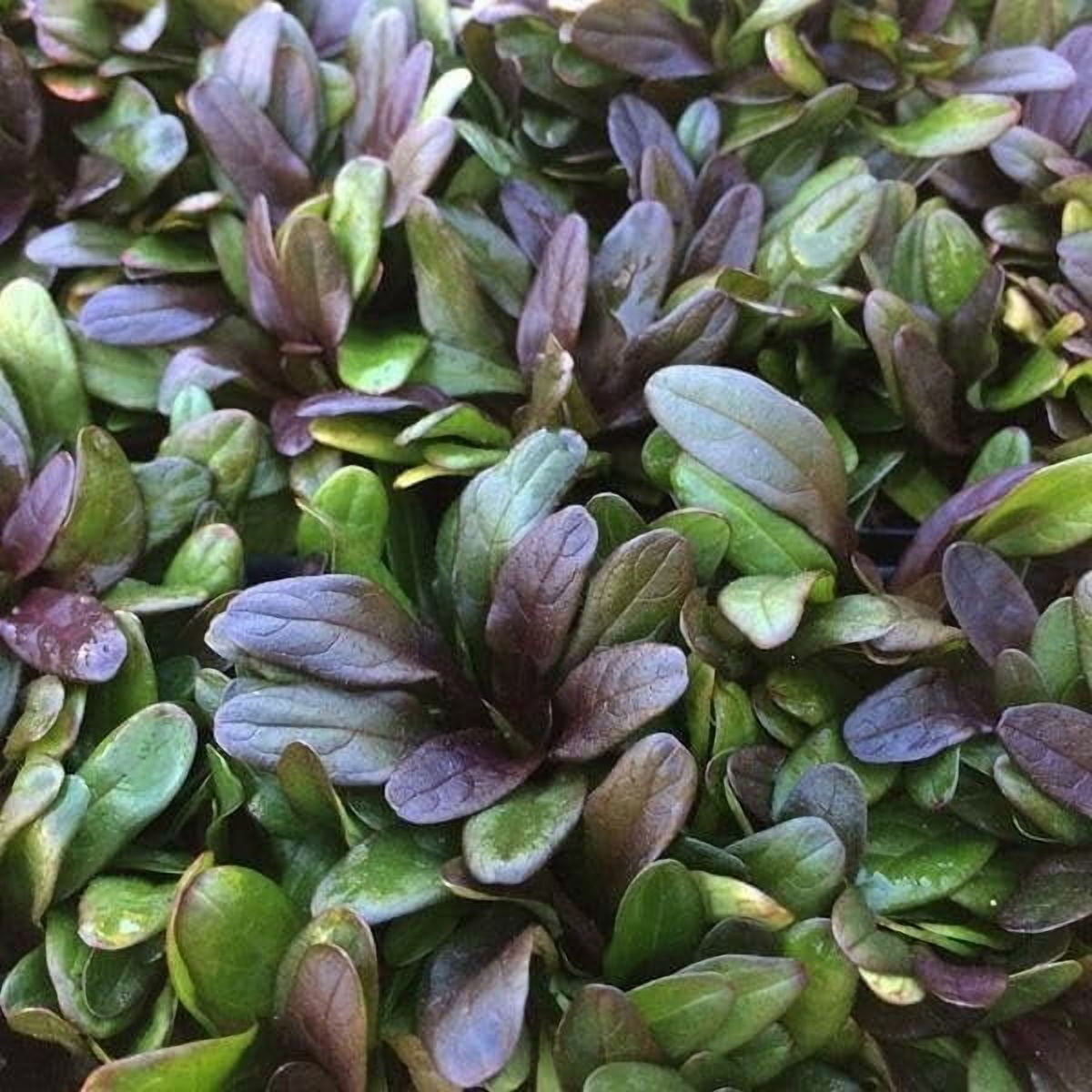 Ajuga Reptans Chocolate Chip I 3 Live Plants  Dense Ground Cover Plant with Miniature Dark Foliage, Perfect for Gardens, Borders, & Shaded Areas
