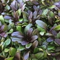 thumbnail image 6 of Ajuga Reptans Chocolate Chip I 3 Live Plants  Dense Ground Cover Plant with Miniature Dark Foliage, Perfect for Gardens, Borders, & Shaded Areas, 6 of 9