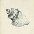 thumbnail image 2 of Caroline, Emma 26x26 Gold Ornate Wood Framed with Double Matting Museum Art Print Titled - Seashell Pencil Sketch IV, 2 of 4