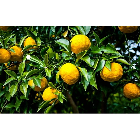 Rare Yuzu Citrus Tree - Indoors/Out - No Ship to Tx,Fl,Az,Ca,La,Hi - 5" Pot