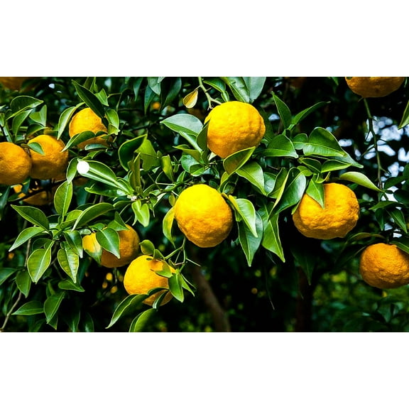 Rare Yuzu Citrus Tree - Indoors/Out - No Ship to Tx,Fl,Az,Ca,La,Hi - 5" Pot