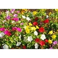 thumbnail image 2 of TomorrowSeeds - Solid Colors Mix Four O' Clock Seeds - 50+ Count - For 2025 Planting Mixed Pink, 2 of 9