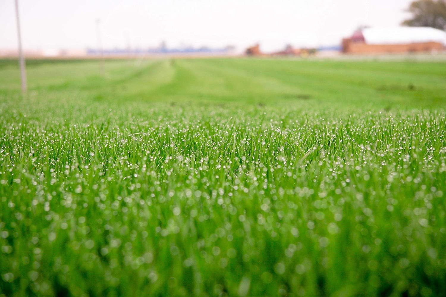 Barenbrug Turf Saver RTF Grass Seed w/Yellow Jacket Coating- Less Water Self-Repairing Tall Fescue Turf for Use on Sports Field, Golf Courses, Parks, Lawns, and Yard (50 LB Bag)