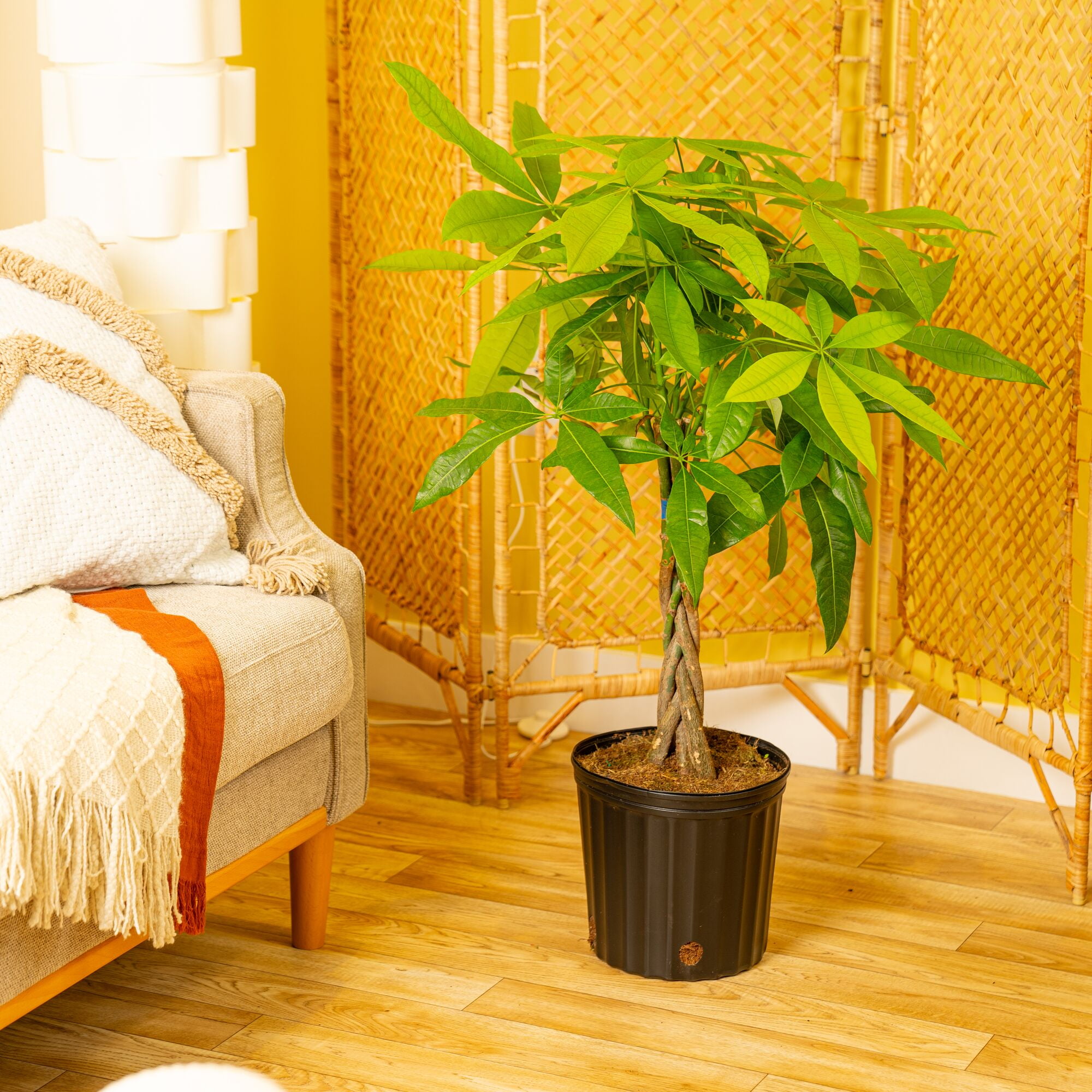 Costa Farms 36" Pachira Braided Money Tree Live House Plants in 10" Grower Pot