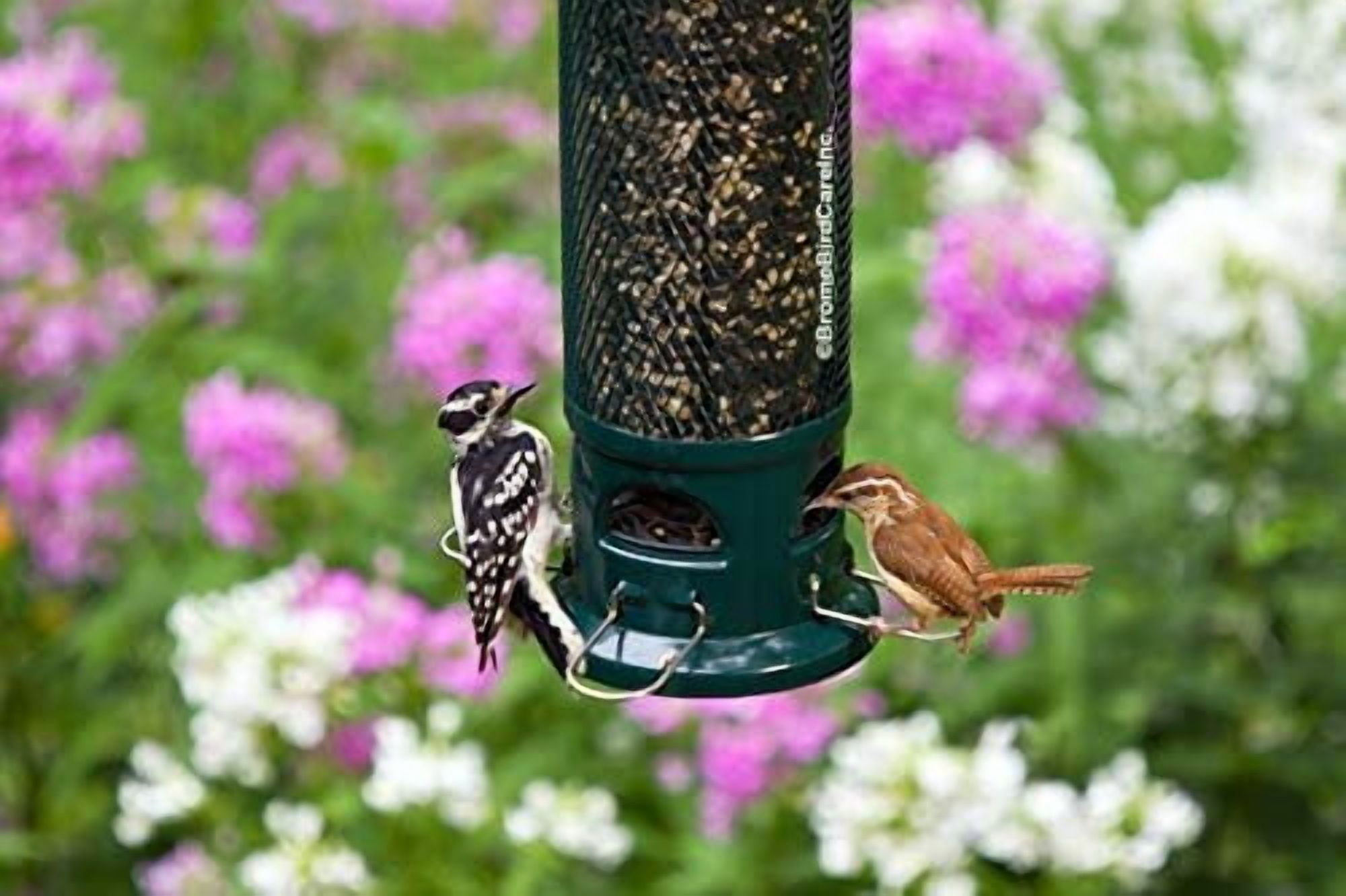 Squirrel-Proof Bird Feeder with 4 Removable Metal Perches, 2.6 lb Seed Capacity, Chew-Resistant Design for Easy Cleaning, Green Color for Wild Birds