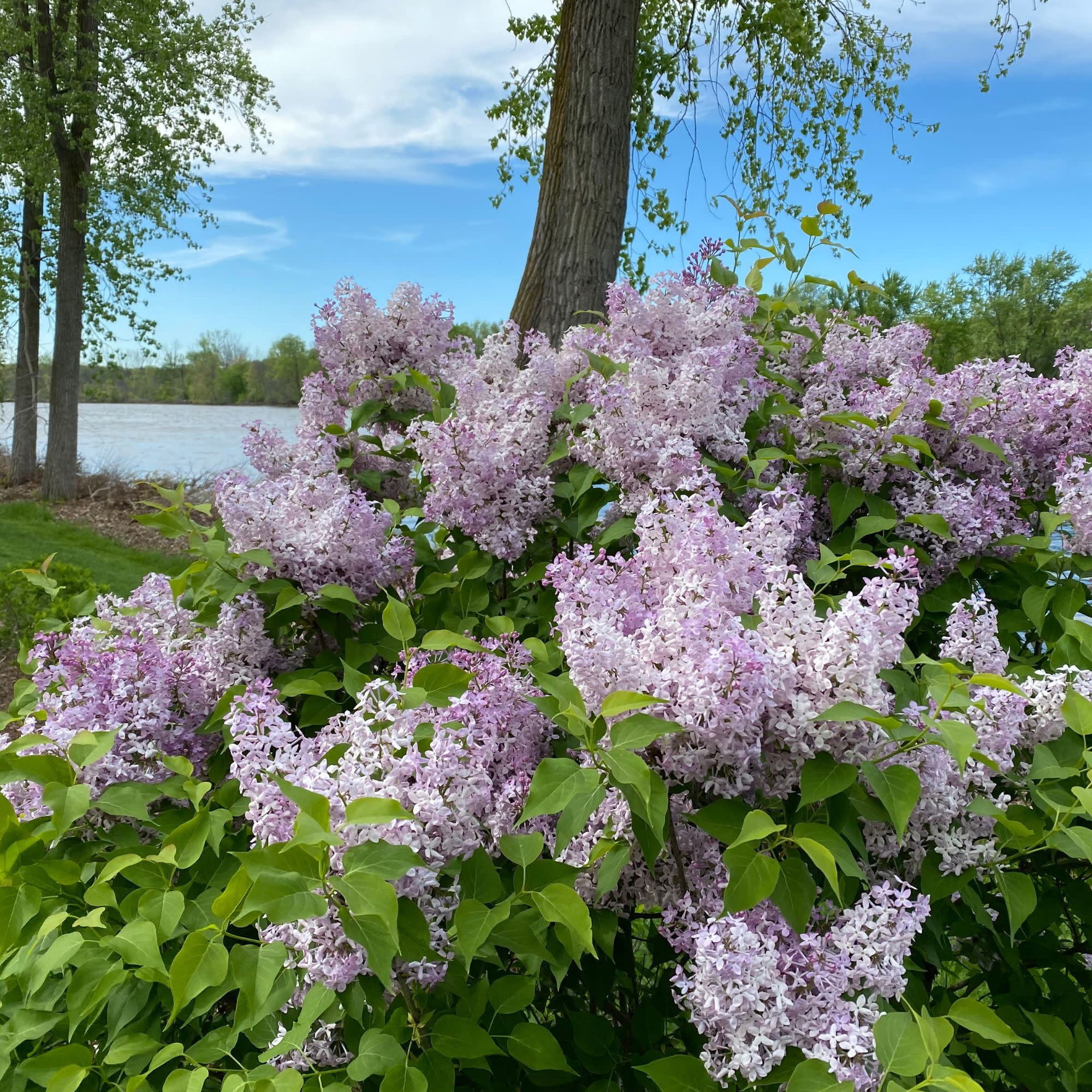 Proven Winners ColorChoice 5" Purple Scentara Pura Lilac Live Plant in 4.5" Pot (4 Count)