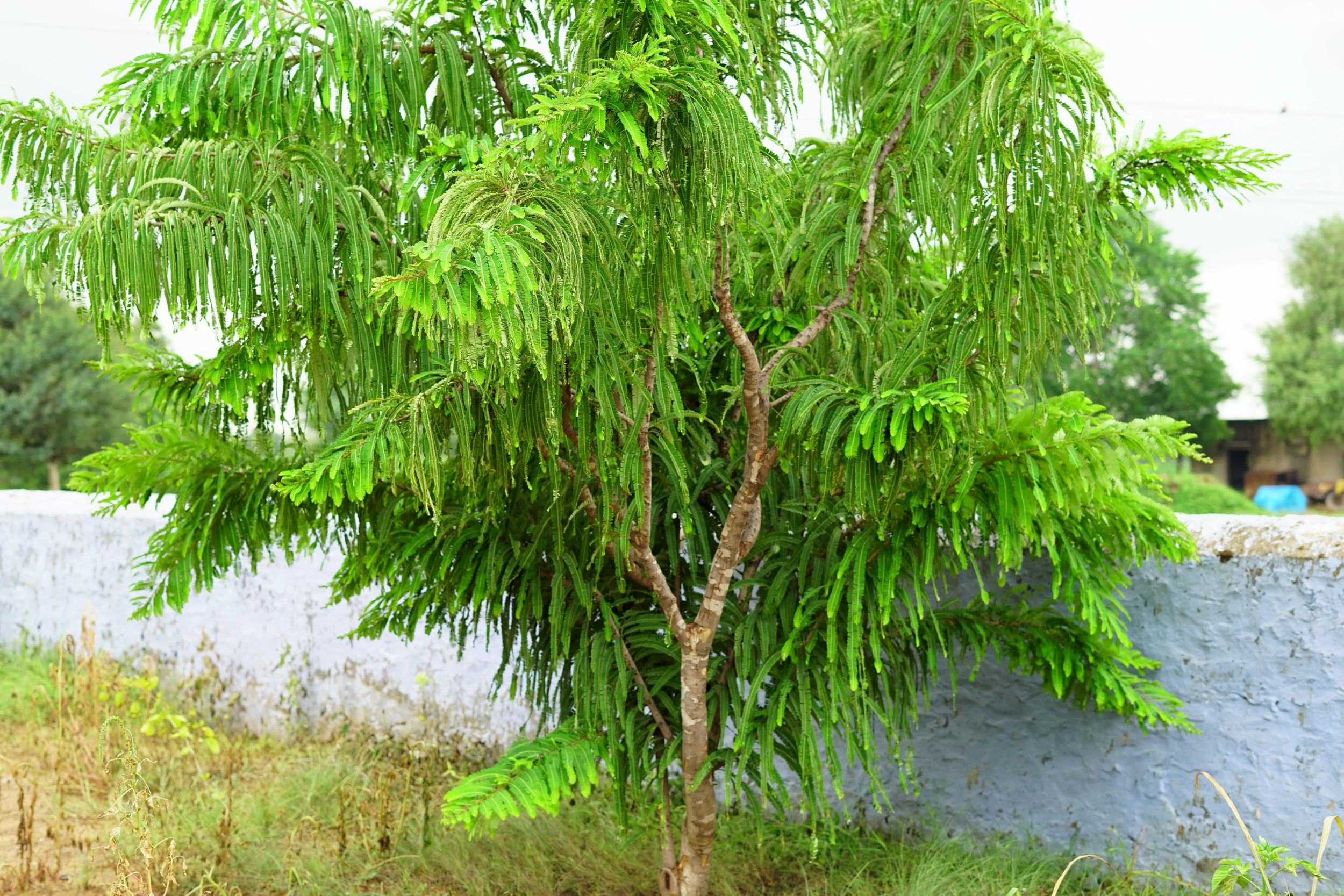 10 INDIAN GOOSEBERRY Phyllanthus Emblica Emblic Edible Fruit Tree Seeds - image 3 of 10
